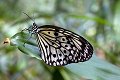 Idea Leuconoe Paper Kite vlinder vlinders butterfly butterflies papillon papillons